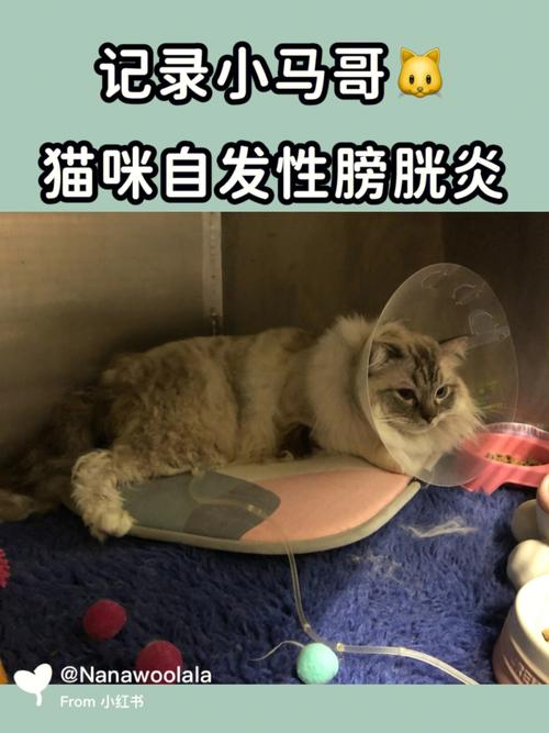 猫膀胱炎吃什么东西