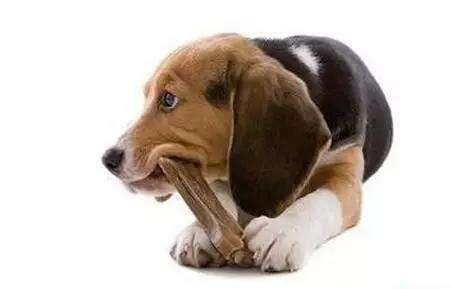 如何训练犬吐