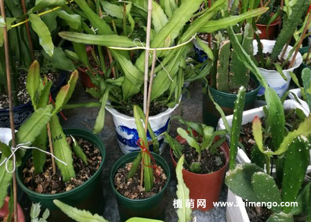 令箭的养植方法