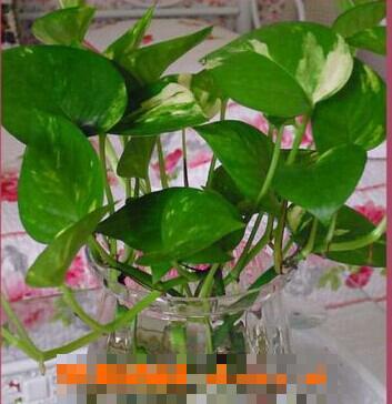绿箩的栽培方法