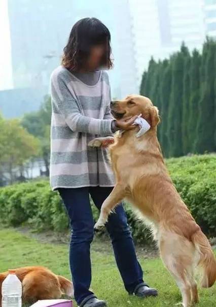训练狗狗扑咬的视频