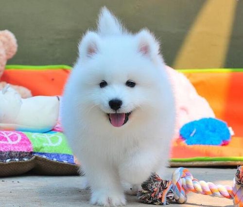 萨摩幼犬训练方法
