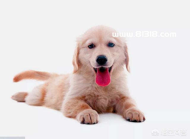 买新狗需要注意什么东西