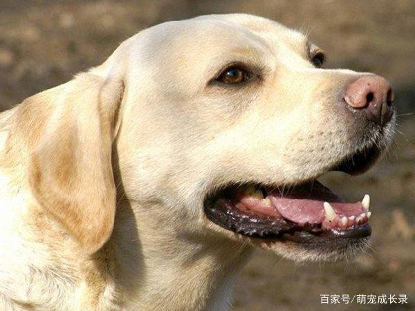 狗的噪子卡东西怎么办