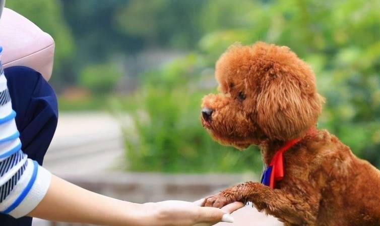 泰迪犬应该怎样训练