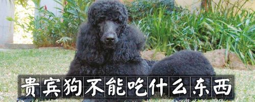 贵宾吃错了东西怎么办