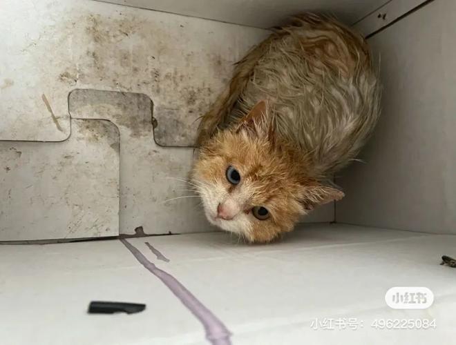 猫生完怎么把脏东西