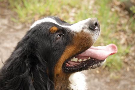 犬嗅的训练