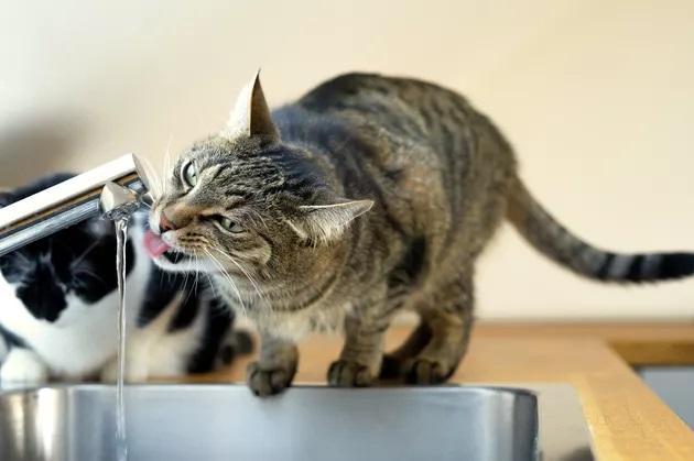 小猫总喝水不吃东西怎么办