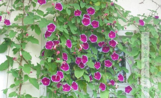 牵牛花栽培时间