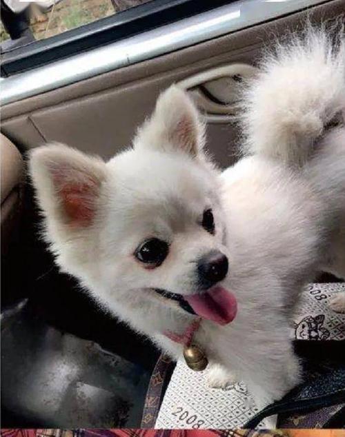 博美不吃东西怎么办