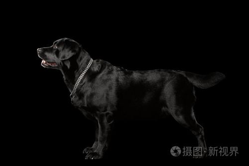 狗狗身上黑色的东西怎么办