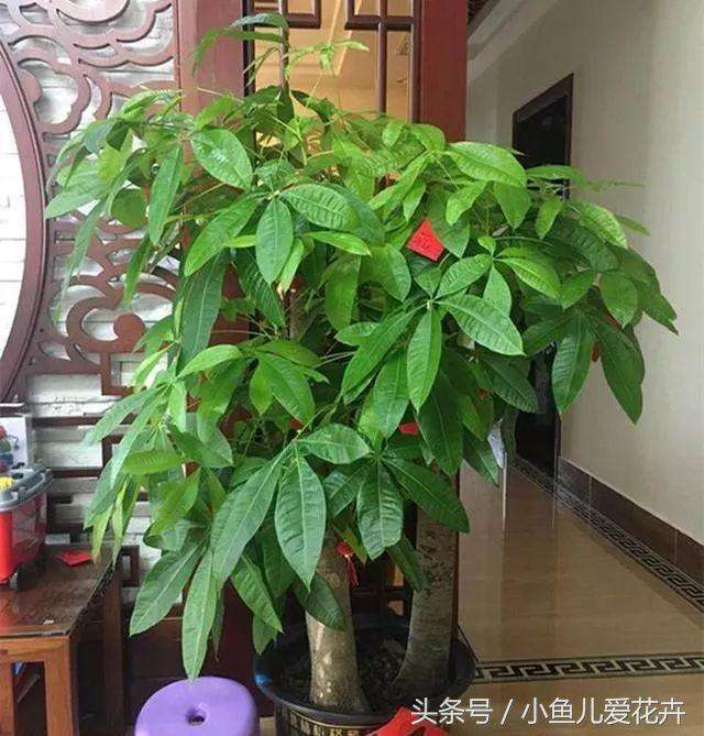 四季发财的养殖方法