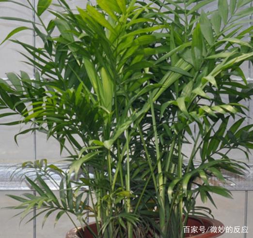 凤尾竹怎样栽培