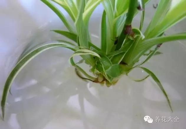 水枝花的栽培