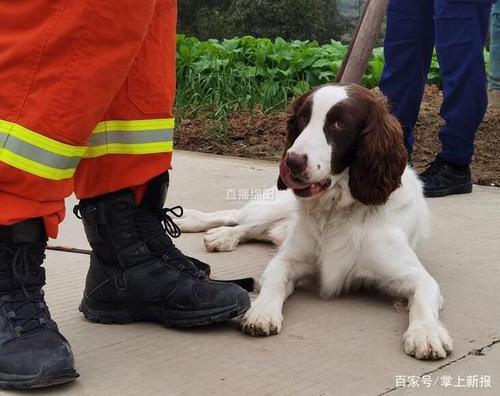 犬前进科目怎么训练