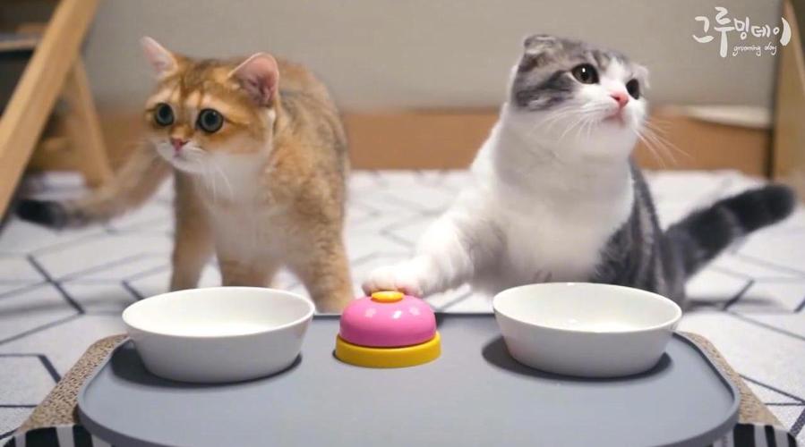 猫摇铃铛吃东西