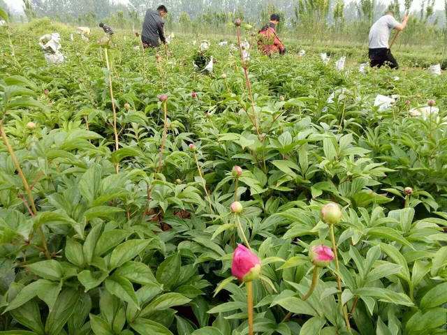 春天栽种芍药注意事项