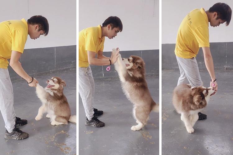 怎么训练阿拉斯加咬人
