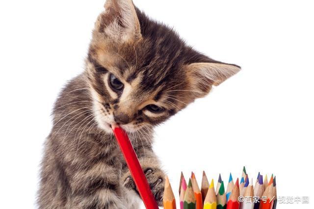 猫猫喜欢的东西怎么办