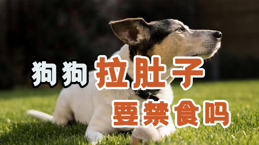 狗狗一吃东西就拉肚子怎么办吃什么药好