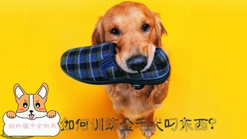 训练狗衔东西