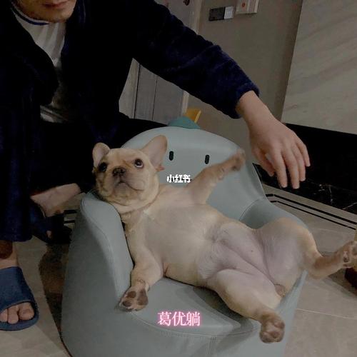 法斗生产顺产要准备什么东西