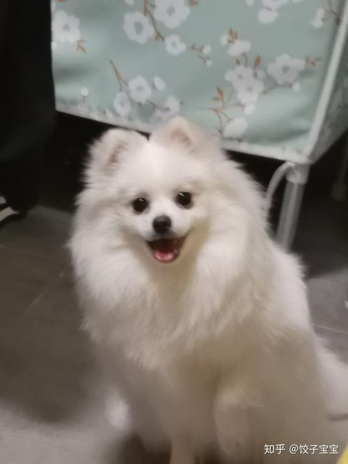 博美不愿意吃东西怎么办