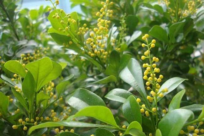 米兰花卉栽培方法