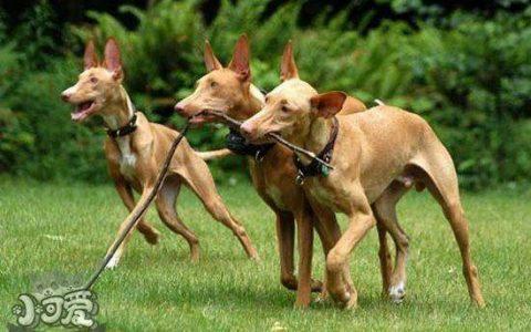 猎犬怎么训练急加速