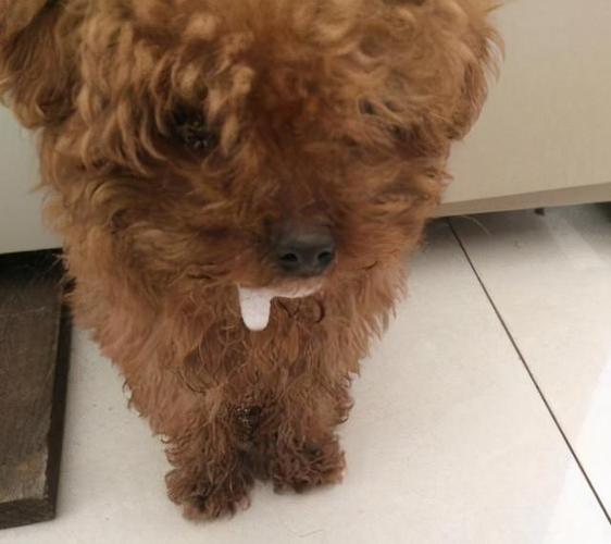 泰迪幼犬吃了东西吐怎么办