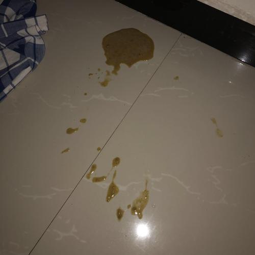 猫瘟吃下去东西吐咋办