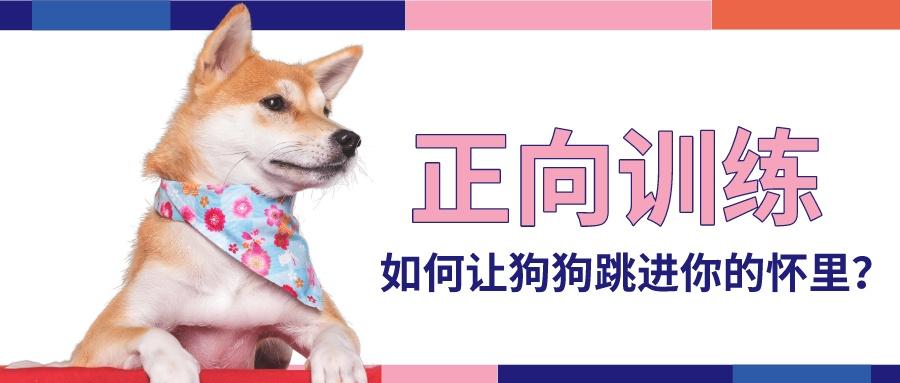 狗不会跳 怎么训练