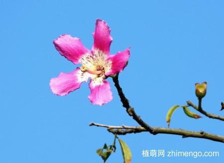 紫金花栽培