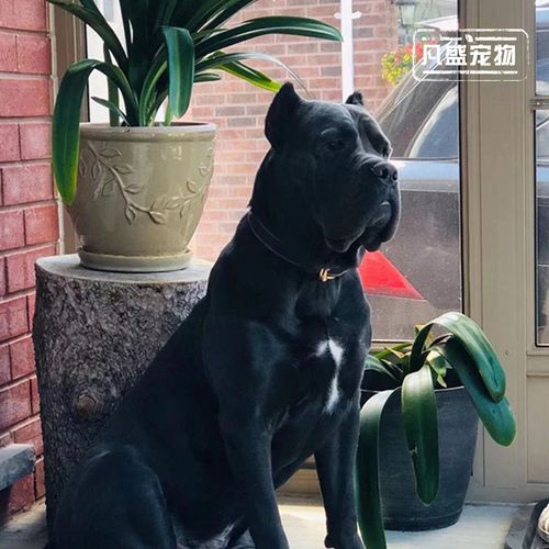 卡斯罗幼犬不吃东西