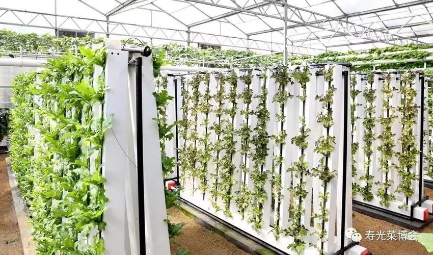 蔬菜倒挂雨淋栽培