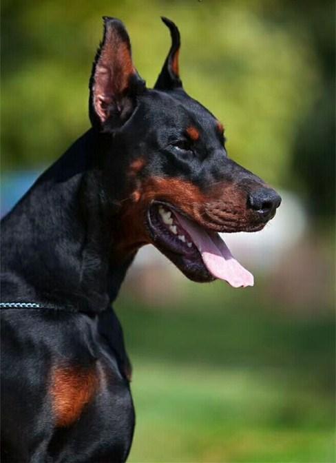 杜宾犬的训练方法杜宾犬