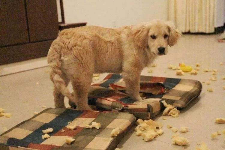 狗狗独自在家乱咬东西