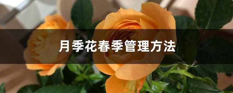 月季栽培管理技术