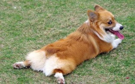怎样训练柯基犬紧跟主人散步