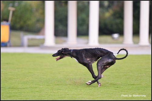 怎么训练格力犬的速度