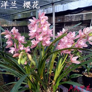 设施洋兰的栽培