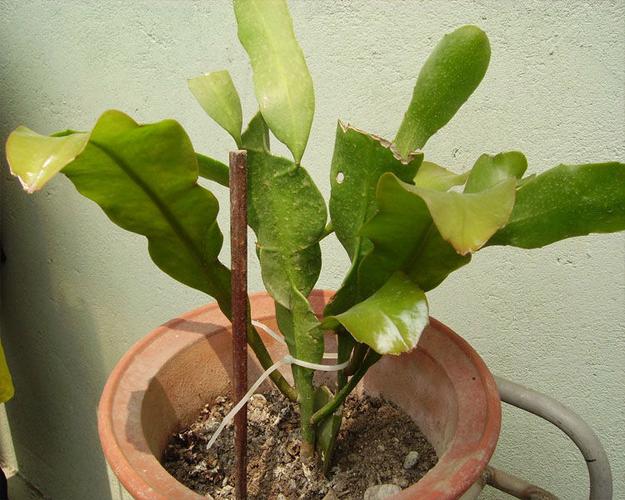 昙花苗怎么栽培