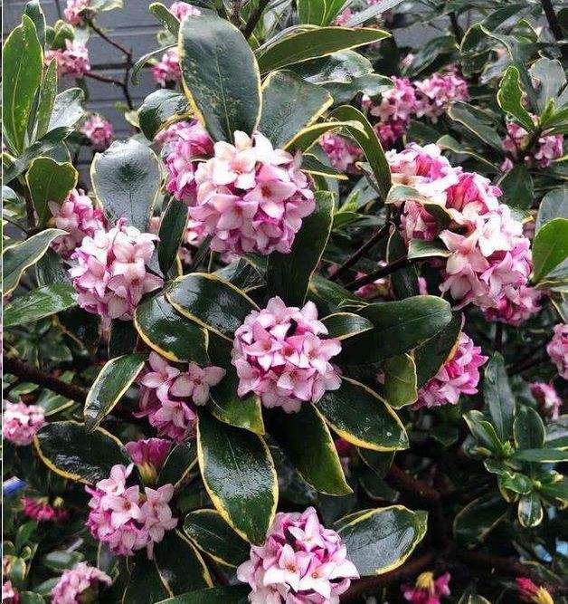 瑞香花养殖注意事项