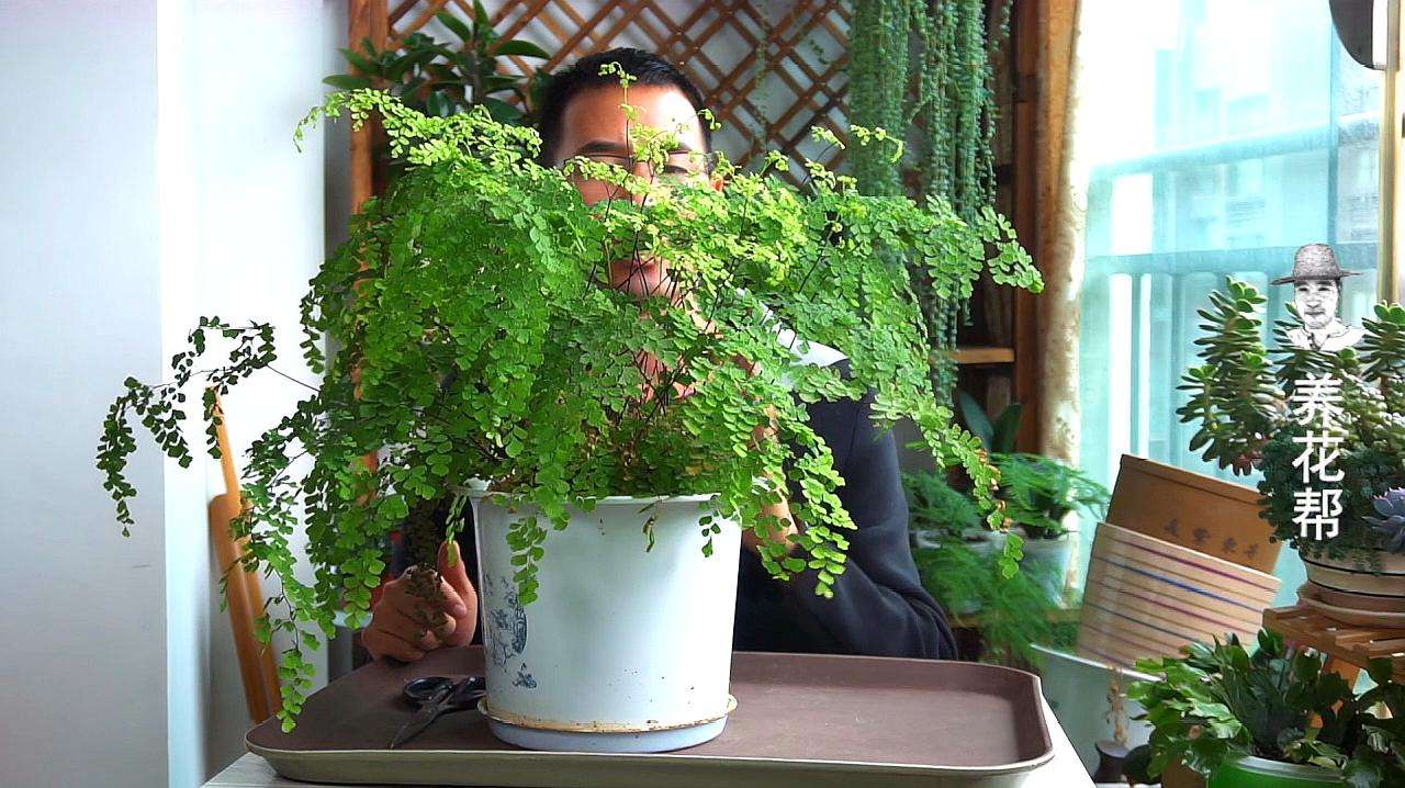 铁线蕨的注意事项