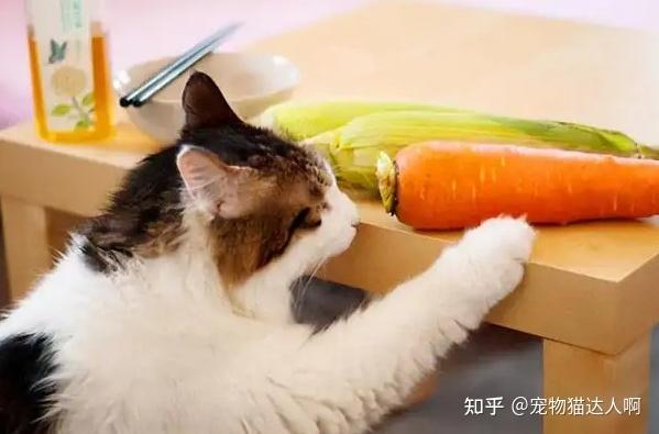 猫喜欢的东西怎么做