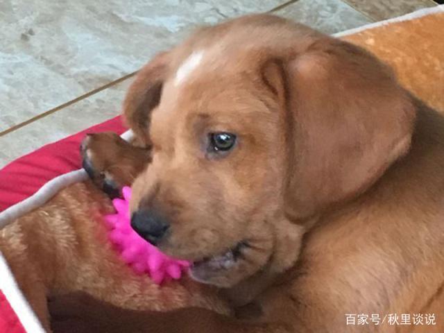 八岁的狗突然乱咬东西