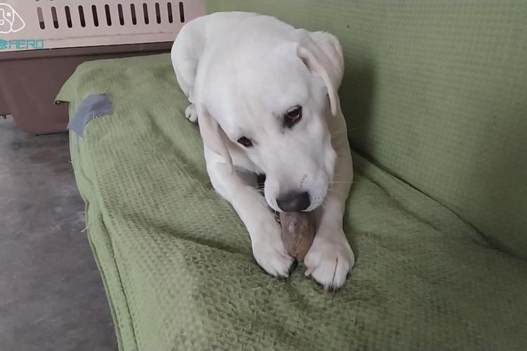 拉布拉多幼犬总要咬东西怎么办