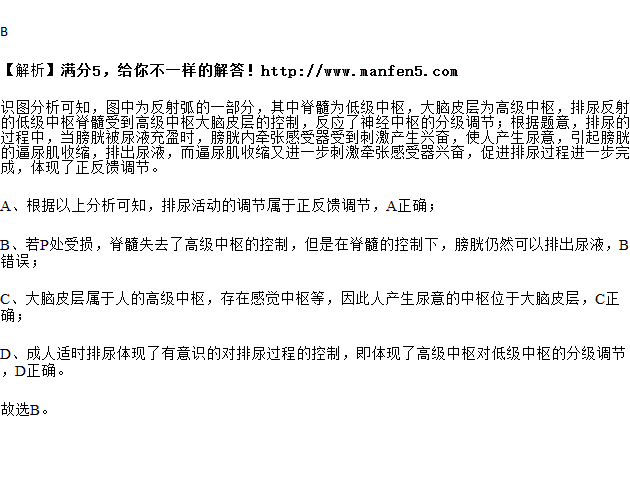 小便 训练