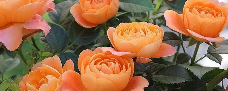月季花栽培的详细介绍